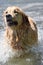 Funny golden retriever dog runs free jumping and diving into the water and making many sketches with dramatic faces