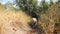 Funny golden retriever running on path in the park on a sunny summer day. Happy dog breed labrador jogging on trail at