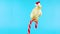 Funny golden small rooster slipping on the Christmas candy cane and falls