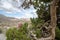 Funny, goofy blonde woman hides in the bushes near a juniper tree in Red Rock Canyon Conservation area in Nevada