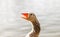 Funny goose animal with an open beak