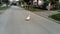 Funny goose crossing on a country road. Goose - a layer runs across the road. The bird is white. Free range domestic geese