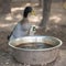 Funny goose drink water from a dirty basin trough