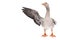 Funny goose points wing to side