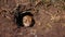 Funny gopher looks out of the hole, little ground squirrel or little suslik, Spermophilus pygmaeus is a species of