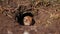 Funny gopher looks out of the hole, little ground squirrel or little suslik, Spermophilus pygmaeus is a species of