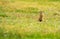 Funny gopher in two feet in green field in summer