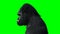 Funny gorilla. Realistic fur. Green screen animation.