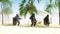 Funny gorillas and monkeys dancing on sunny seaside. Tourism and rest concept. Realistic 4K animation.