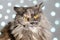 Funny gray British cat pinched ears and squinted his eyes on a light background with bokeh