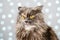 Funny gray British cat pinched ears and squinted his eyes on a light background with bokeh