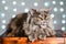 Funny gray British cat pulls out his tongue, showing fangs, teeth with huge eyes on a light background with bokeh