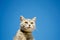 Funny gray cat on a background of blue sky. Pet portrait. Striped kitten. Animal. Copy space. Selective Focus