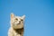 Funny gray cat on a background of blue sky. Pet portrait. Striped kitten. Animal. Copy space. Selective Focus