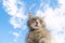 Funny gray cat on a background of blue sky. Pet portrait. Striped kitten. Animal. Place for text