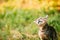 Funny Gray Cat Kitten Play Shakes His Head In Grass Outdoor At Sunny