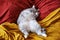 Funny gray cat is lying belly up on a yellow-red bed