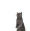 Funny gray cat stands on its hind legs and looks up. Cute British cat isolated on white background. Copy space. Surprised cat