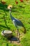 Funny gray crane bird with yellow tuft hair on his head close up