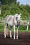 Funny gray horse yawning portrait