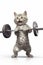 Funny gray kitten lifts a barbell standing on a white background