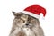 Funny gray longhaired British cat in Santa hat isolated on a white background