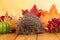 Funny gray prickly hedgehog sits on table, against background of autumn leaves