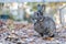Funny Gray rabbit in fall garden surrounded by crispy leaves and mums copy space