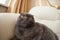 Funny gray scottishfold cat sitting on sofa and looking up - domestic pets concept