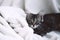 Funny gray tabby cute kitten with beautiful big eyes on soft, fluffy light blanket