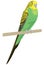 funny green parakeet stand bird transparent background illustration