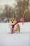 funny greeting card with birds chickadees tie a cute corgi dog`s red scarf in a winter park in the snow