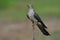 Funny grey bird exciting action while perching on soft thin wooden branch, Himalayan cuckoo (Cuculus saturatus