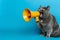 Funny Grey Cat Amplifies Communication With Unique Yellow Megaphone Against Vibrant Blue Background