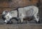 Funny grey goat eating in the barn. Goat close up in front of wooden background.