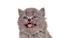 Funny grey persian cat meowing