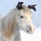 Funny grey pony with glowes in winter