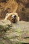 Funny grizzly bear resting his head