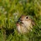 Funny ground squirrel on the ground with a leaf in his mouth.