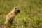 Funny ground squirrel on the ground with a leaf in his mouth