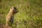 Funny ground squirrel on the ground with a leaf in his mouth