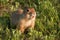 Funny ground squirrel Spermophilus pygmaeus in the grass