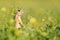 Funny Ground squirrel Spermophilus pygmaeus standing in the grass