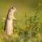 Funny Ground squirrel Spermophilus pygmaeus stands in the grass and looks at the camera. Side view