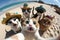 Funny group of cats on the beach