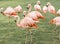 Funny group of flamingos among grass and palms