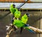 Funny group of Nanday parakeets sitting together on a branch in the aviary, popular tropical pets from America