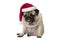 Funny grumpy faced pug puppy dog with red santa hat for Christmas sitting down