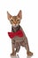 Funny grumpy metis cat with red bowtie standing