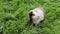 Funny guinea pig eating grass in the garden outdoors